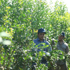 El mate más amargo / por qué la yerba sube en los supermercados mientras los productores se funden