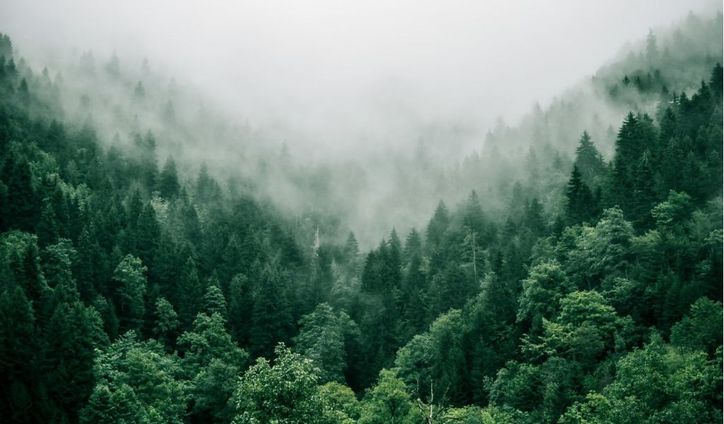 Patagonia bajo cenizas / el grito de las provincias ante el colapso ambiental